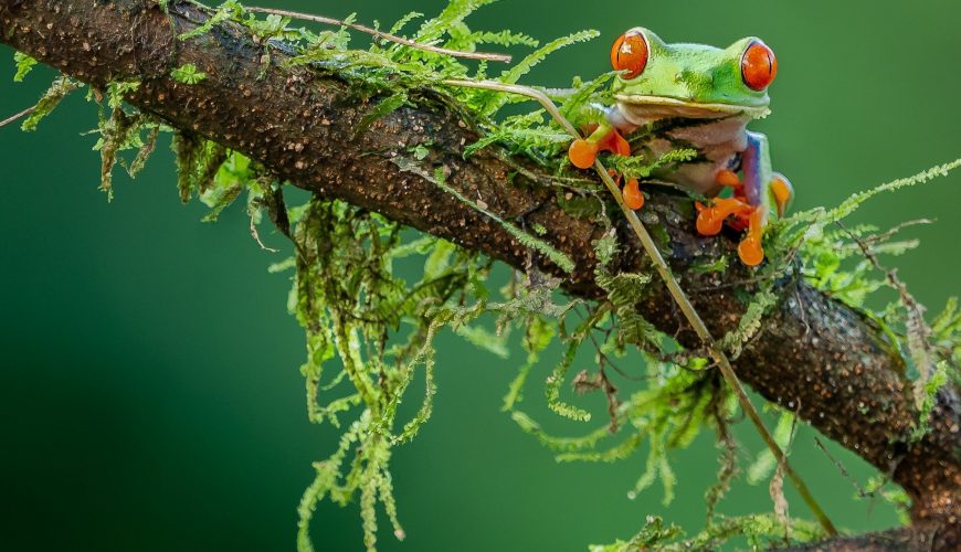 Pure Passion for our Planet