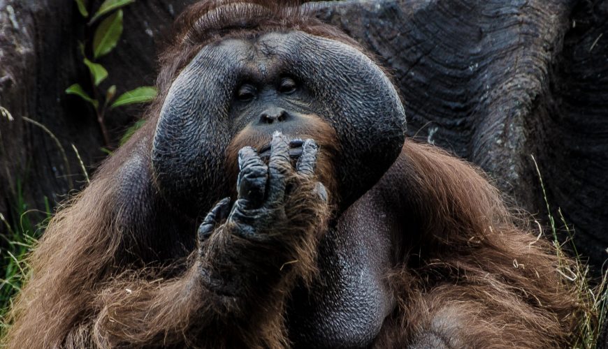 Pure Passion for our Planet