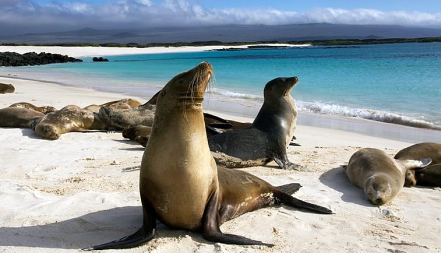 Pure Passion for our Planet