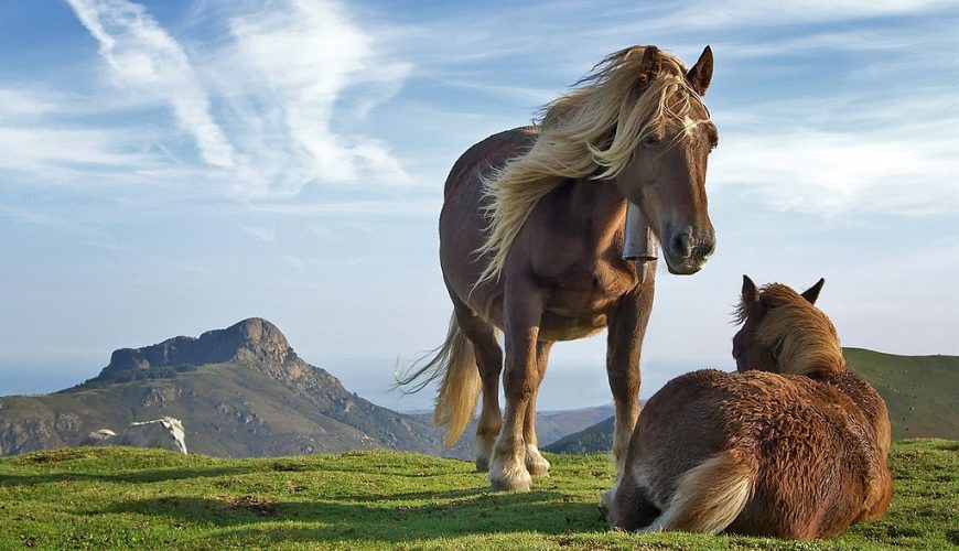 Pure Passion for our Planet